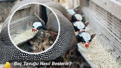 Beç Tavuğu Nasıl Beslenir?