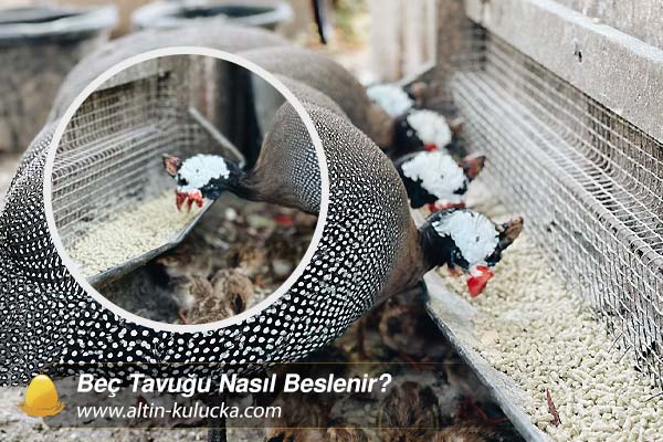 Beç Tavuğu Nasıl Beslenir?