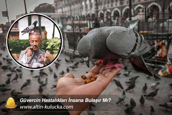 Güvercin Hastalıkları İnsana Bulaşır Mı? - altin kulucka