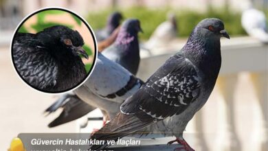 Güvercin Hastalıkları ve İlaçları - altin kulucka