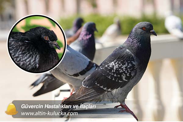 Güvercin Hastalıkları ve İlaçları - altin kulucka
