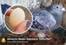 Güvercin Neden Kabuksuz Yumurtlar?