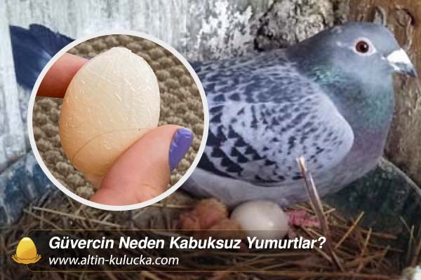 Güvercin Neden Kabuksuz Yumurtlar?