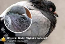 Güvercin Neden Tüylerini Kabartır?