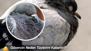 Güvercin Neden Tüylerini Kabartır?