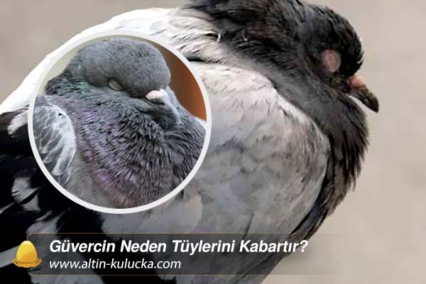 Güvercin Neden Tüylerini Kabartır?