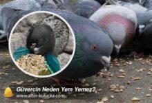 Güvercin Neden Yem Yemez?