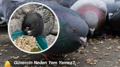 Güvercin Neden Yem Yemez?