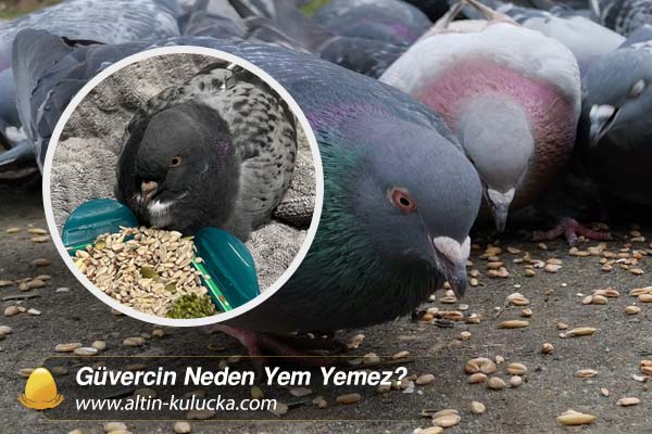 Güvercin Neden Yem Yemez?