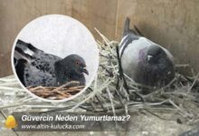 Güvercin Neden Yumurtlamaz?