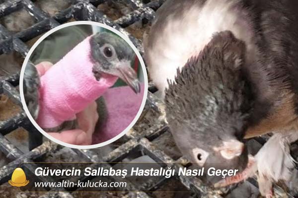 Güvercin Sallabaş Hastalığı Nasıl Geçer
