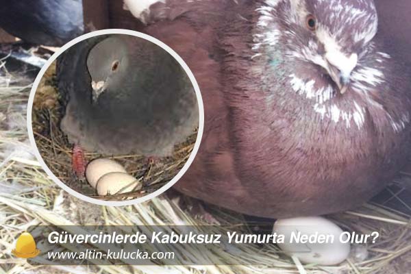 Güvercinlerde Kabuksuz Yumurta Neden Olur?