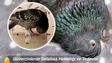 Güvercinlerde Sallabaş Hastalığı ve Tedavisi