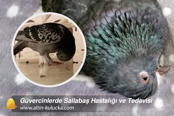 Güvercinlerde Sallabaş Hastalığı ve Tedavisi