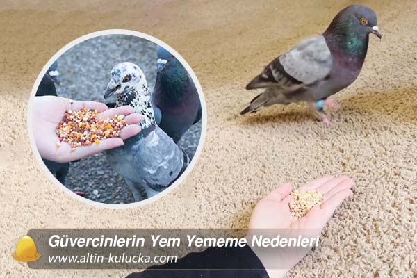 Güvercinlerin Yem Yememe Nedenleri