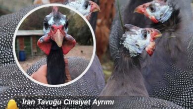 İran Tavuğu Cinsiyet Ayrımı