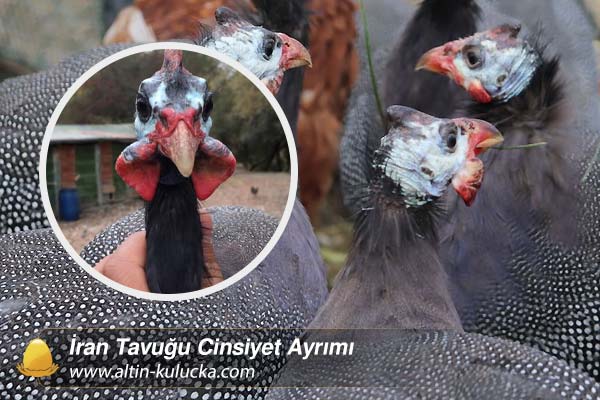 İran Tavuğu Cinsiyet Ayrımı