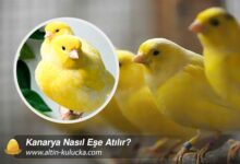 Kanarya Nasıl Eşe Atılır?