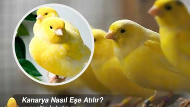 Kanarya Nasıl Eşe Atılır?