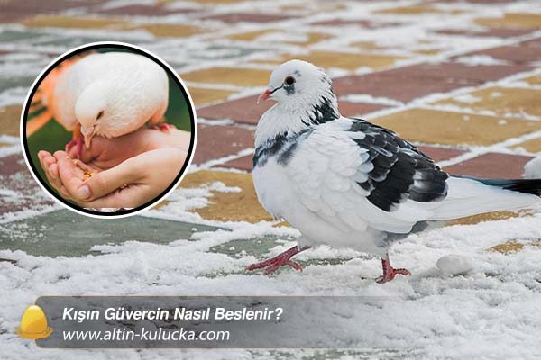 Kışın Güvercin Nasıl Beslenir - altin kulucka
