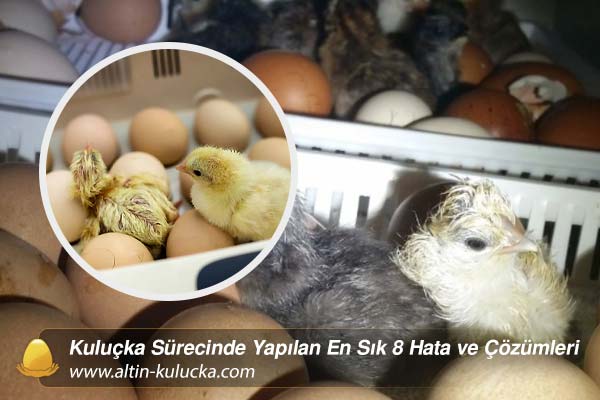 Kuluçka Sürecinde Yapılan En Sık 8 Hata ve Çözümleri