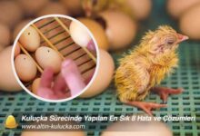 Kuluçka Sürecinde Yapılan En Sık 8 Hata ve Çözümleri