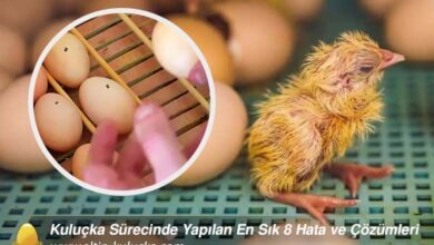 Kuluçka Sürecinde Yapılan En Sık 8 Hata ve Çözümleri