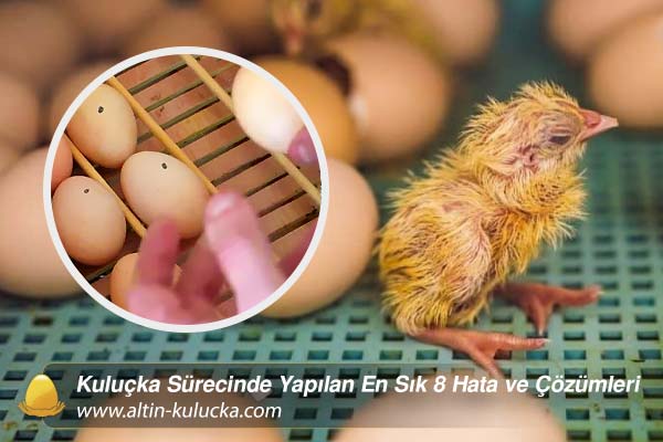 Kuluçka Sürecinde Yapılan En Sık 8 Hata ve Çözümleri
