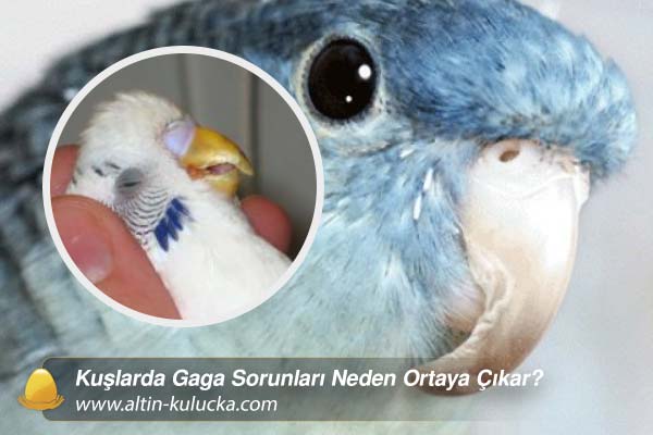 Kuşlarda Gaga Sorunları Neden Ortaya Çıkar?
