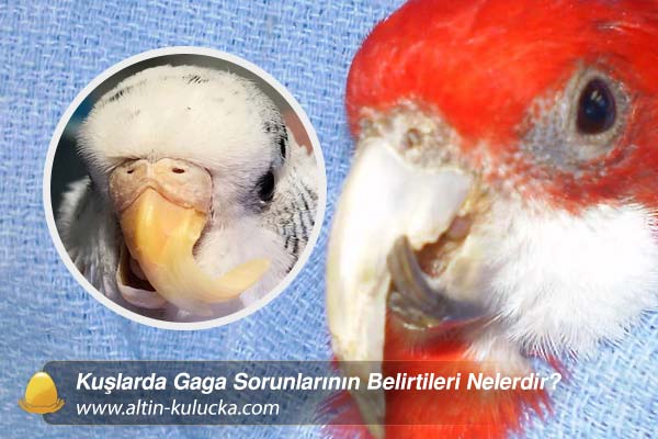 Kuşlarda Gaga Sorunlarının Belirtileri Nelerdir?
