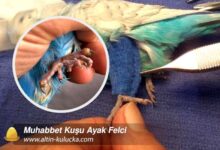 Muhabbet Kuşu Ayak Felci