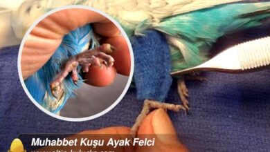 Muhabbet Kuşu Ayak Felci