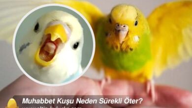 Muhabbet Kuşu Neden Sürekli Öter?