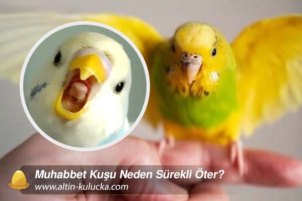Muhabbet Kuşu Neden Sürekli Öter?