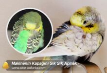 Muhabbet Kuşu Neden Sürekli Uyur?