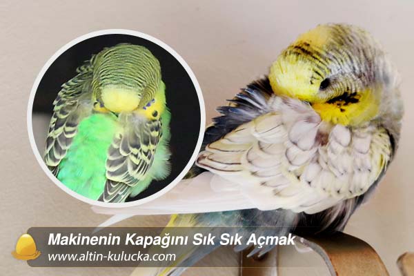 Muhabbet Kuşu Neden Sürekli Uyur?