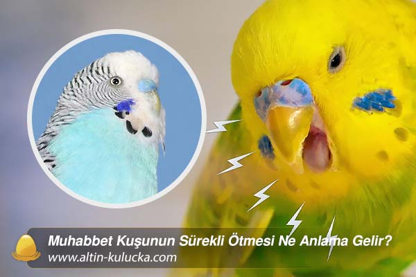 Muhabbet Kuşunun Sürekli Ötmesi Ne Anlama Gelir?