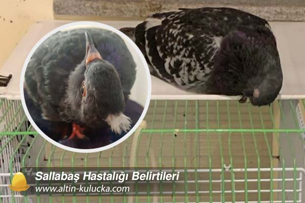 Sallabaş Hastalığı Belirtileri
