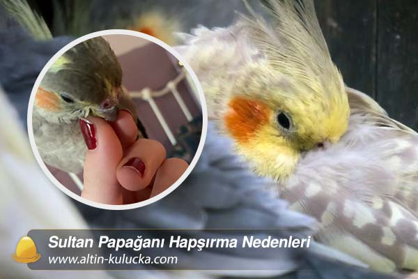 Sultan Papağanı Hapşırma Nedenleri