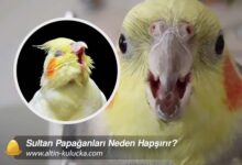 Sultan Papağanları Neden Hapşırır?