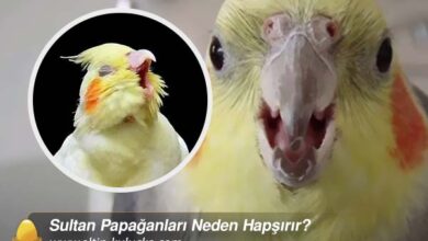 Sultan Papağanları Neden Hapşırır?