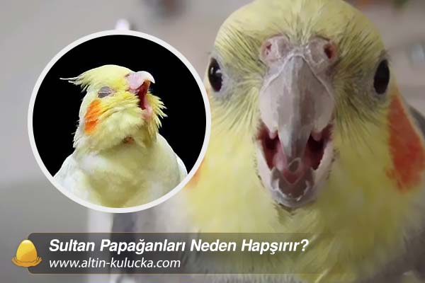Sultan Papağanları Neden Hapşırır?