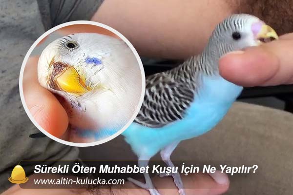 Sürekli Öten Muhabbet Kuşu İçin Ne Yapılır?