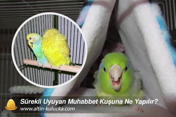 Sürekli Uyuyan Muhabbet Kuşuna Ne Yapılır?