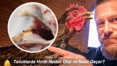 Tavuklarda Hırıltı Neden Olur ve Nasıl Geçer?