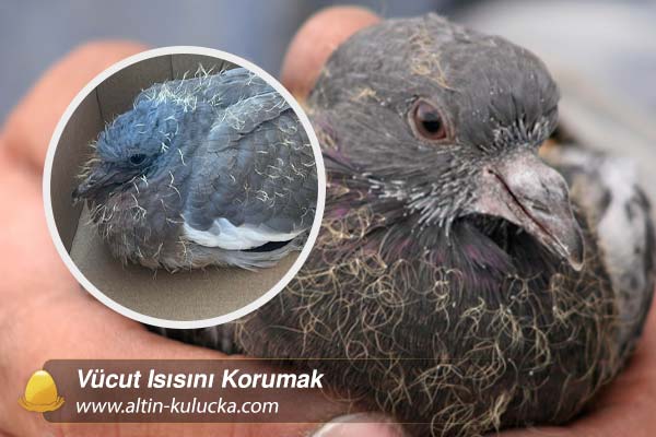 Vücut Isısını Korumak