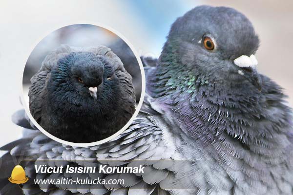 Vücut Isısını Korumak
