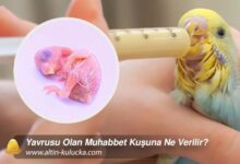 Yavrusu Olan Muhabbet Kuşuna Ne Verilir?
