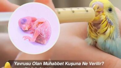 Yavrusu Olan Muhabbet Kuşuna Ne Verilir?