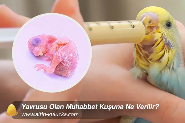 Yavrusu Olan Muhabbet Kuşuna Ne Verilir?